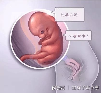 胚胎实验室主任